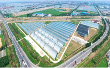 中國500強建設銀行蔬菜小鎮(zhèn)、番茄小鎮(zhèn)